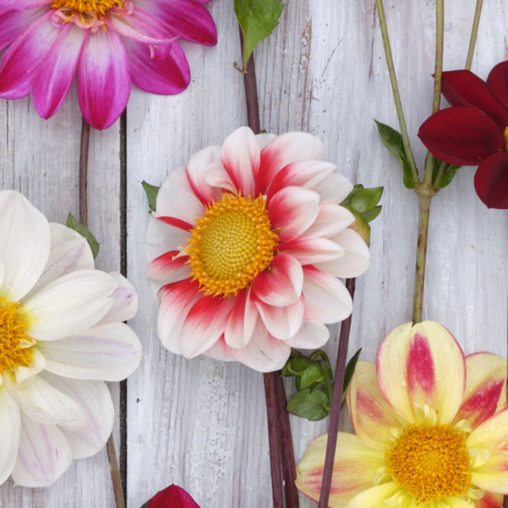 Dahlia Red and White Emperor