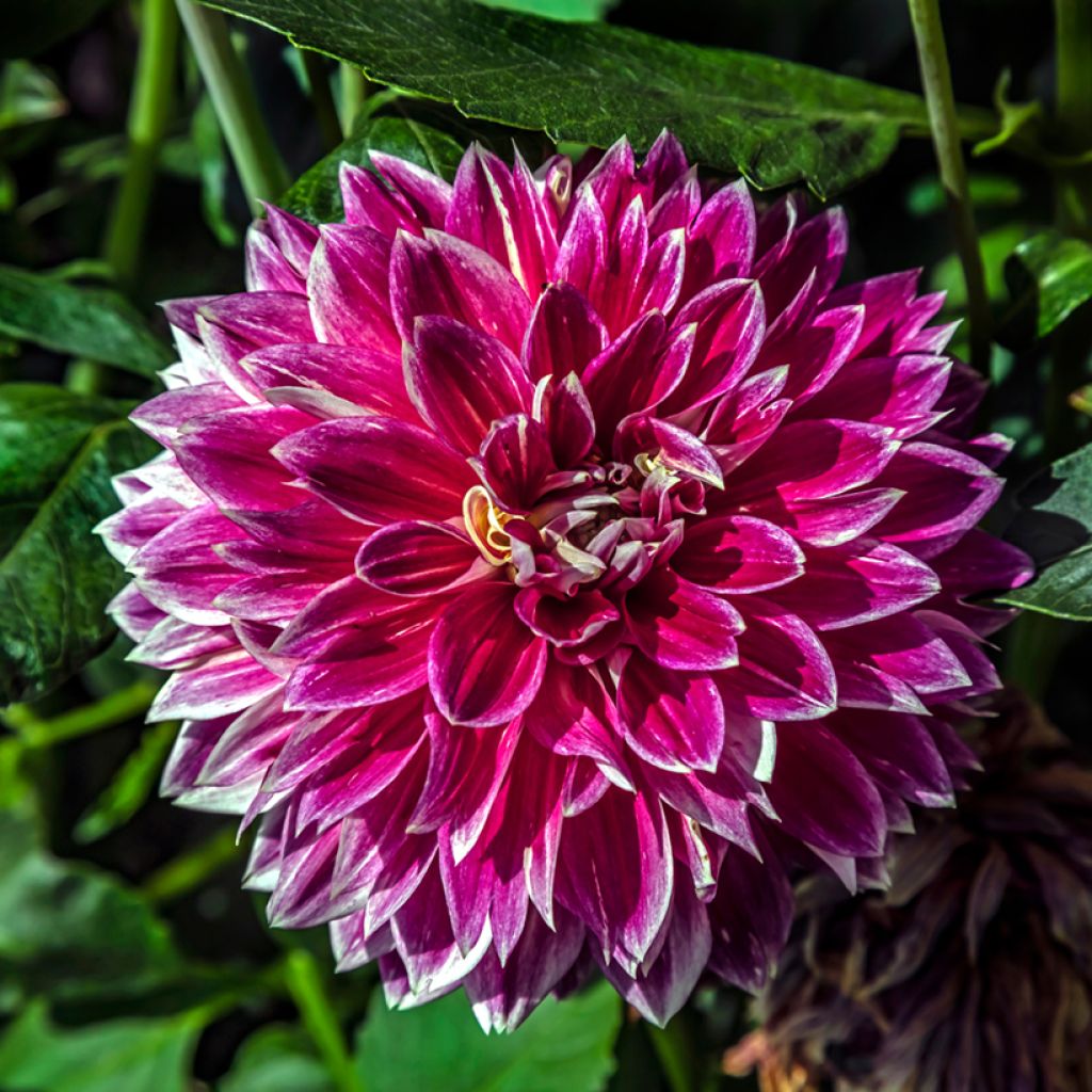 Dahlia Temple of Beauty