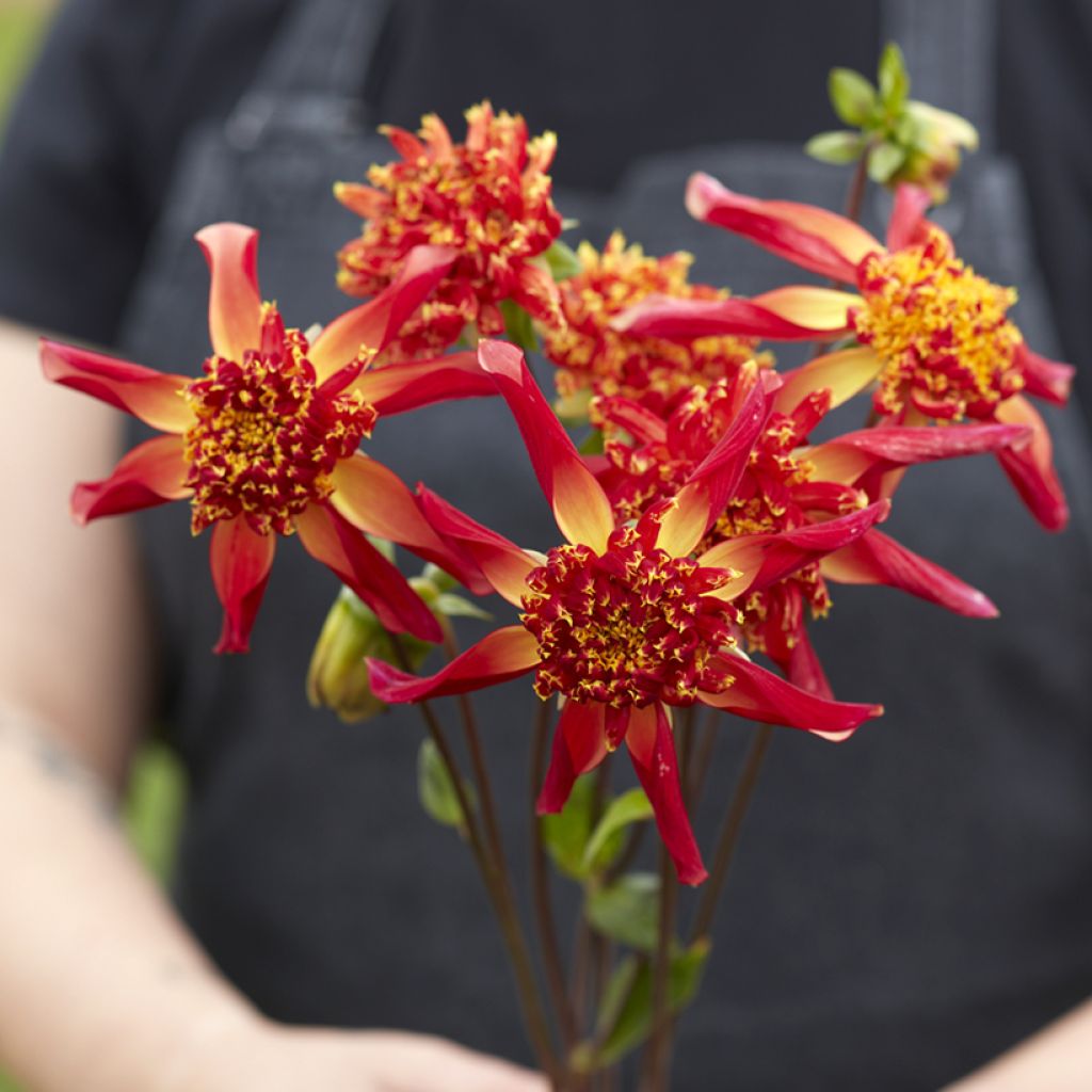 Dahlia Octopus Sparkle