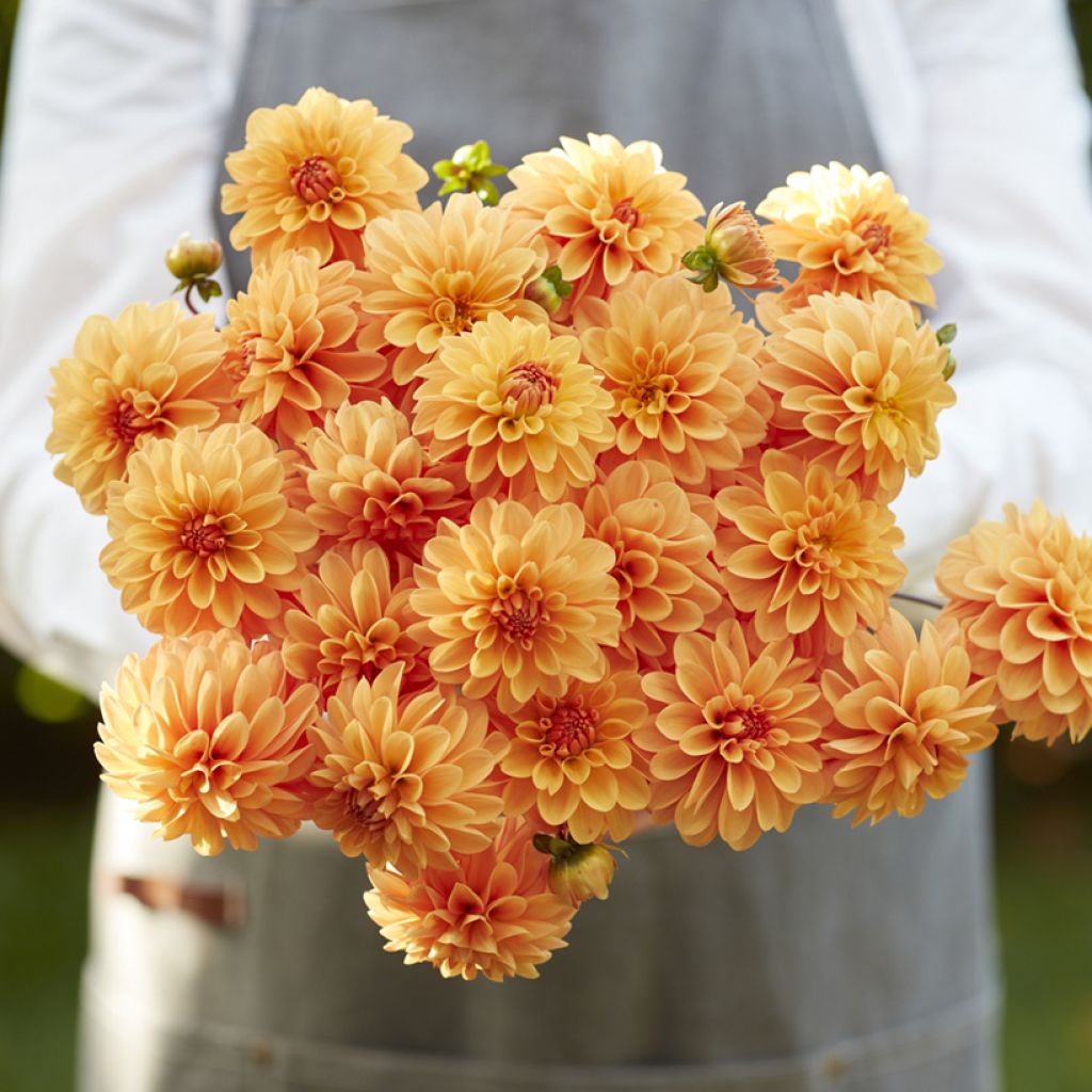 Dahlia  Bazuin® Bright Orange