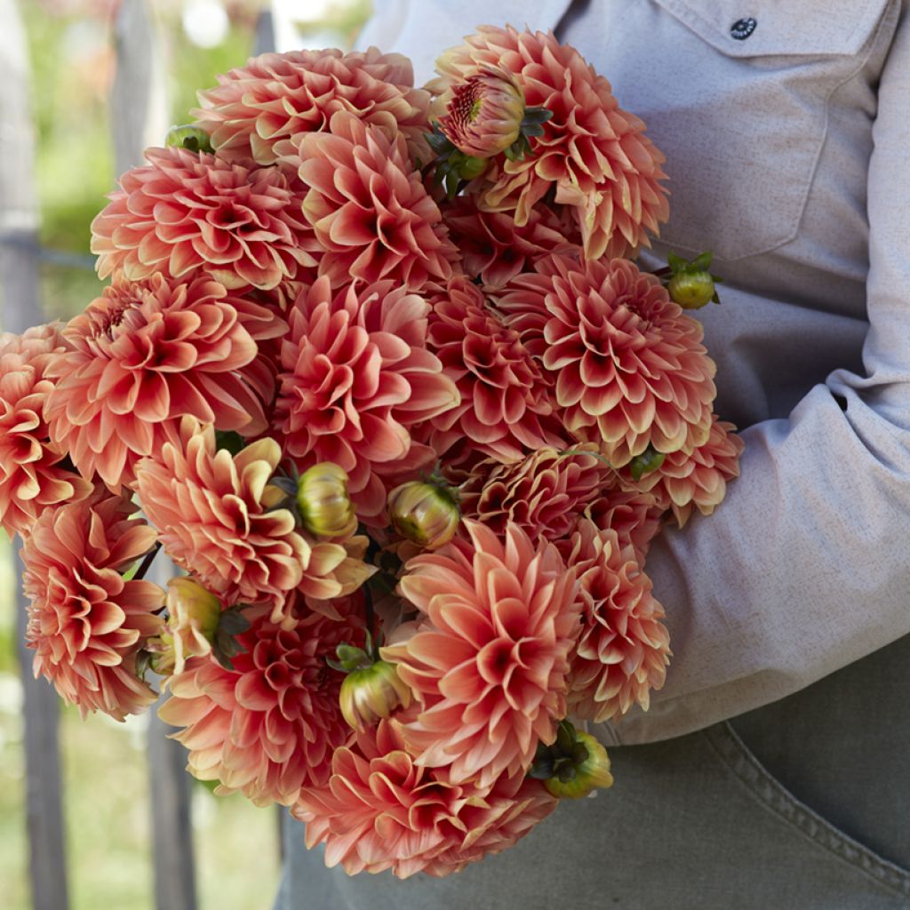 Dahlia Portofino