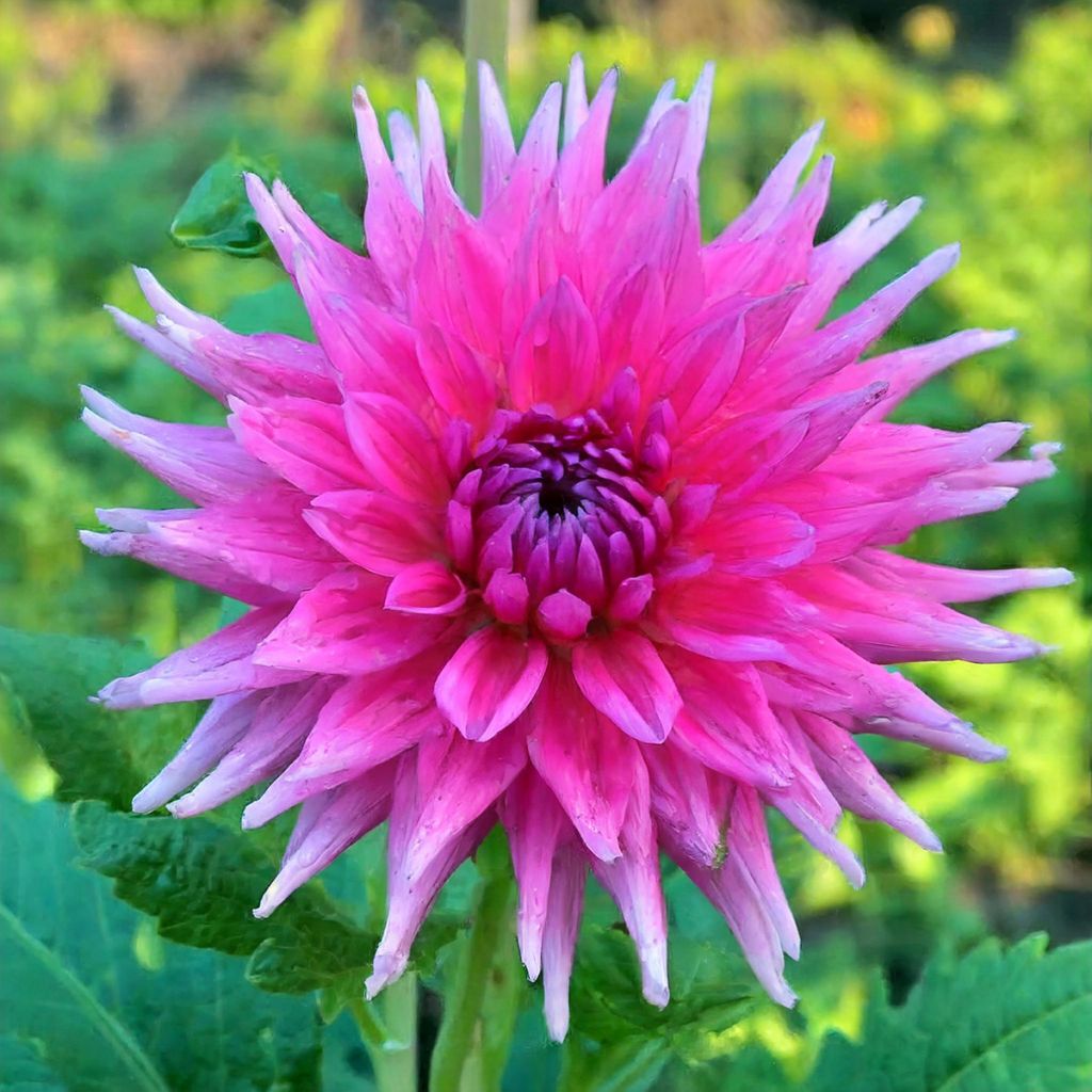 Dahlia Purple Gem