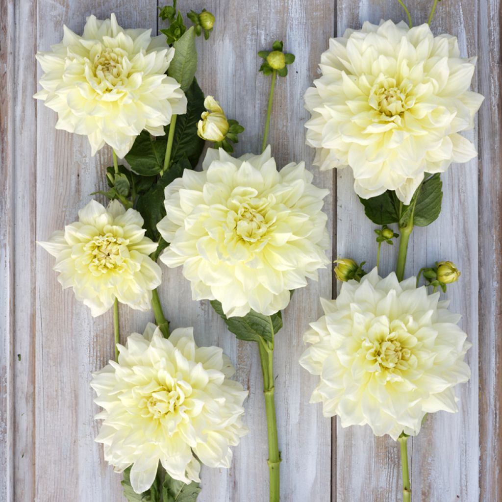 Dahlia Ice Breaker