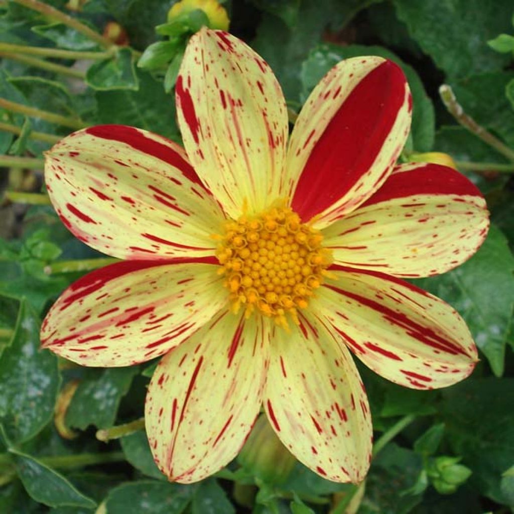 Dahlia Lucky Stripe