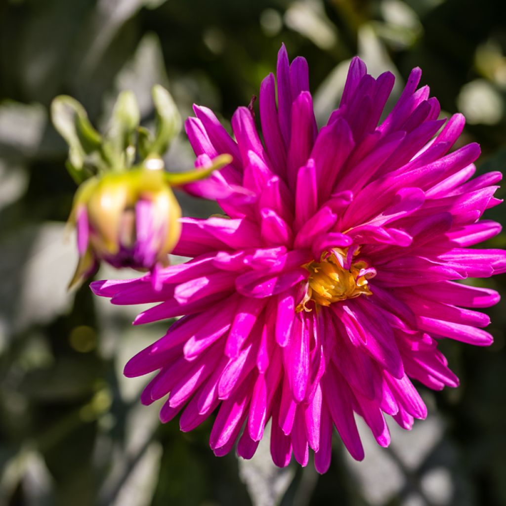 Dahlia Purple Gem