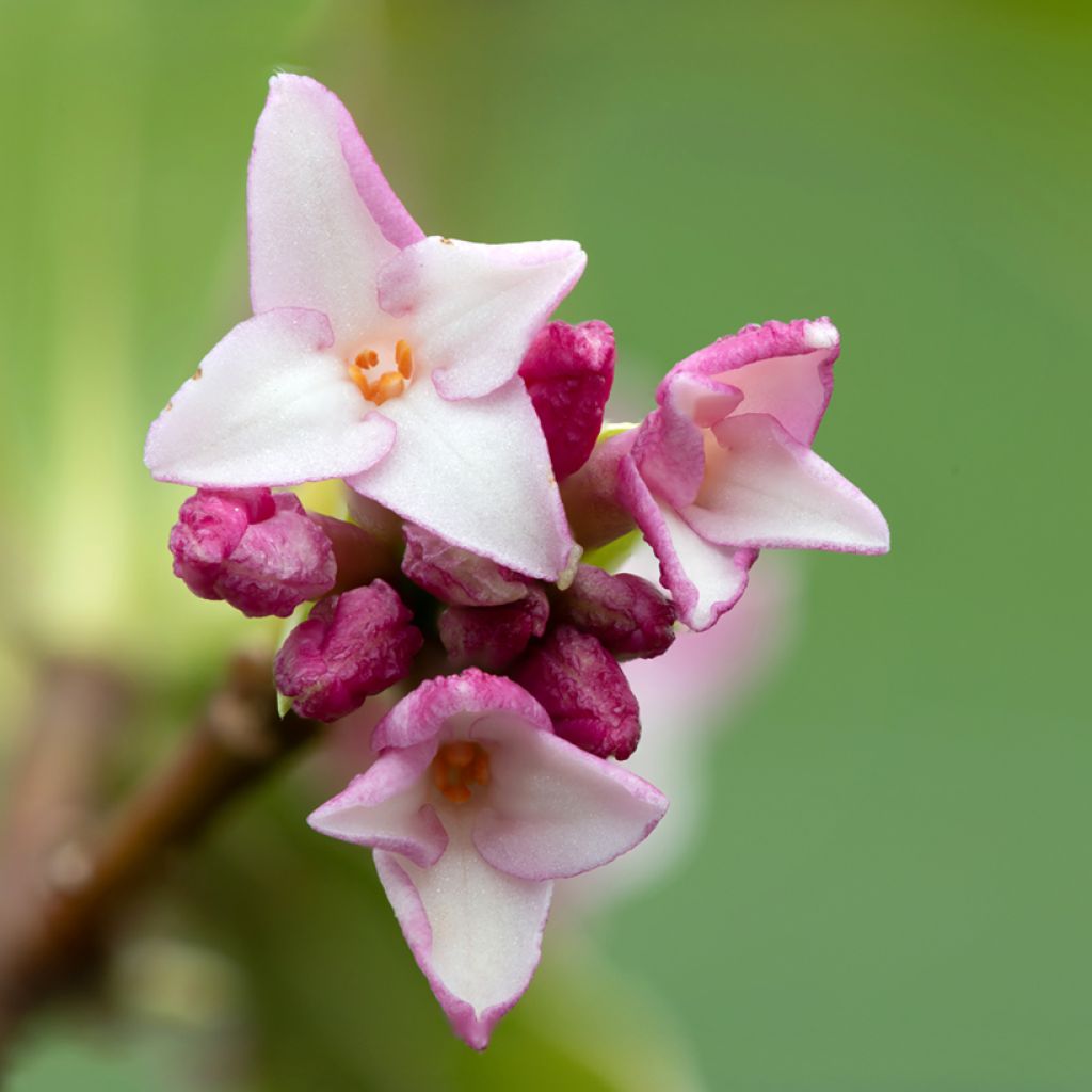 Daphne Perfume Princess