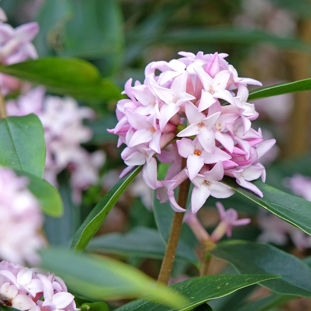 Daphne bholua Spring Beauty