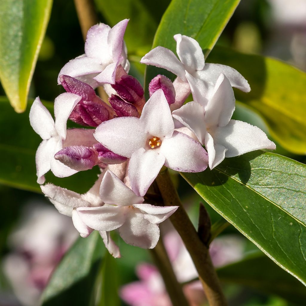 Daphne bholua Spring Beauty