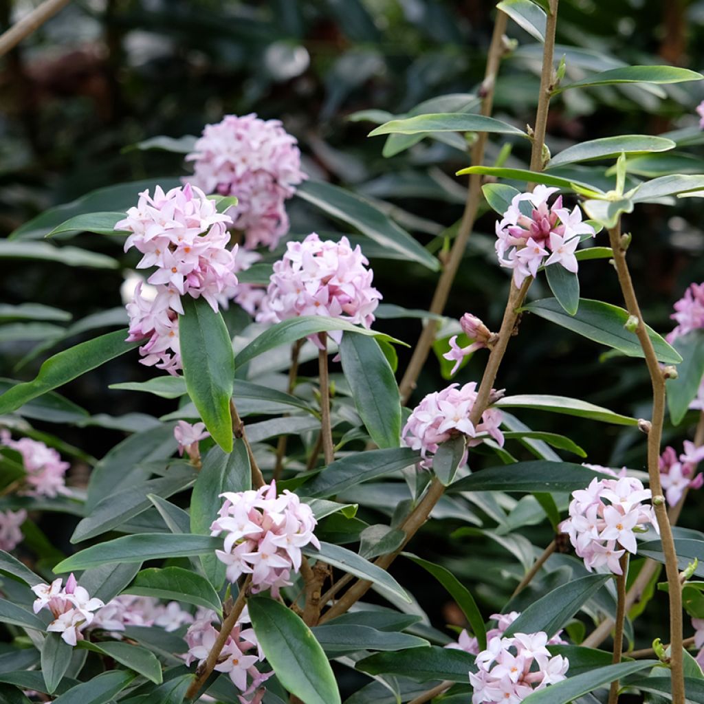 Daphne bholua Spring Beauty