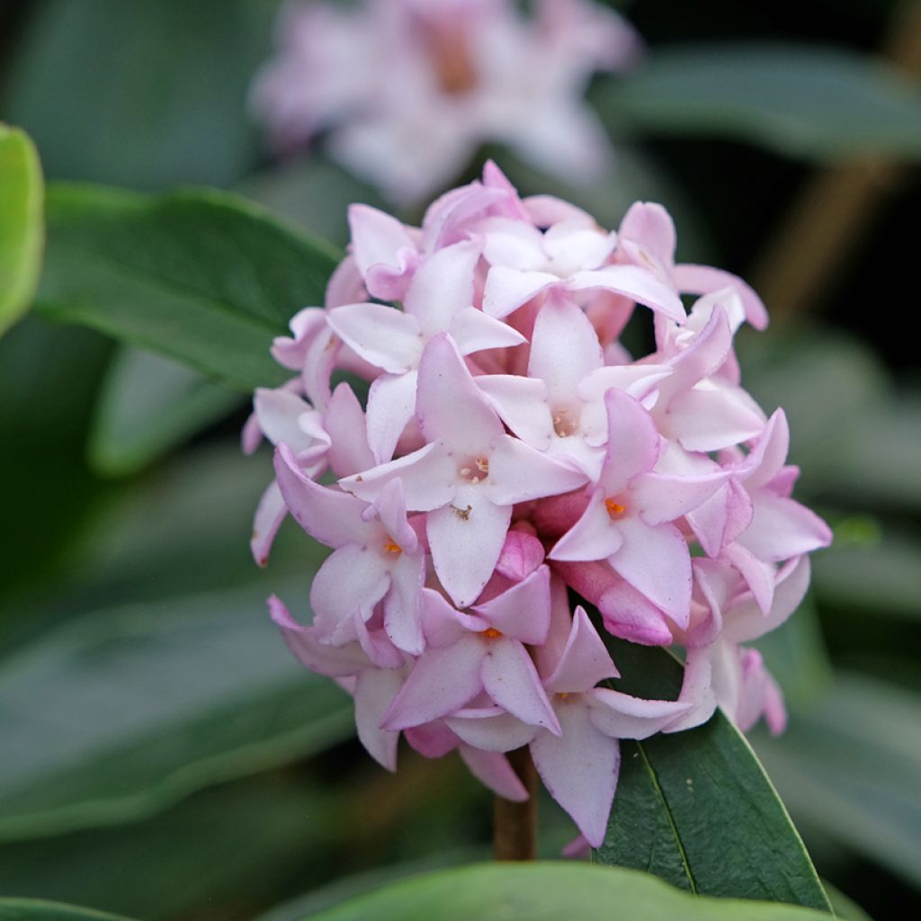 Daphne bholua Spring Beauty