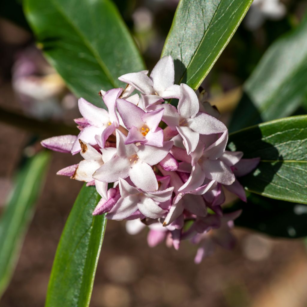 Daphne bholua Spring Beauty