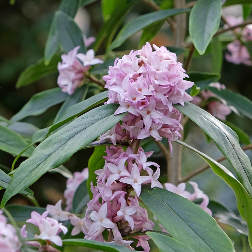 Daphne bholua Spring Beauty