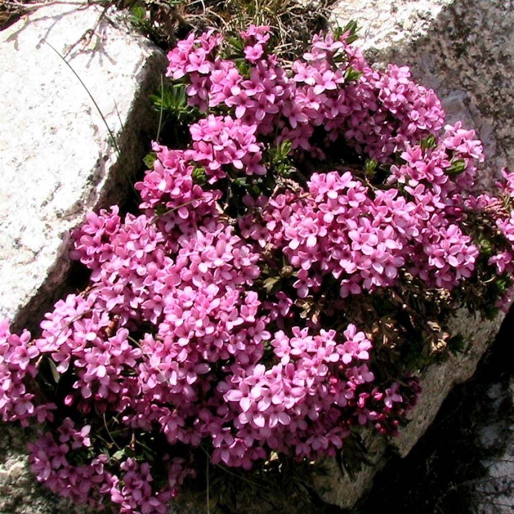 Daphne cneorum - Camélée des Alpes