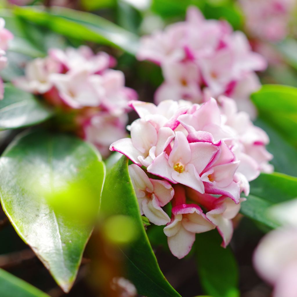 Daphne odora - Fragrant Daphne