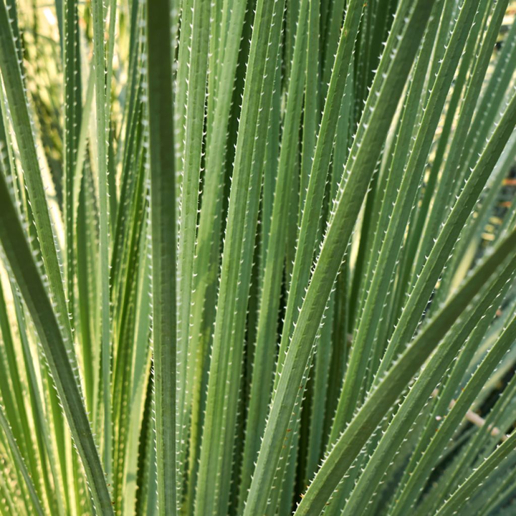 Dasylirion acrotrichum - Sotol