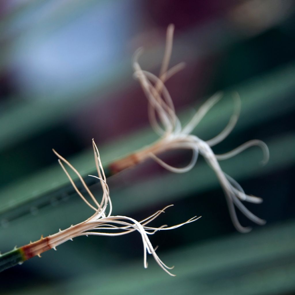 Dasylirion acrotrichum - Sotol