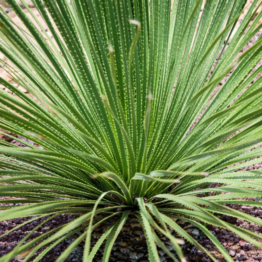 Dasylirion acrotrichum - Sotol