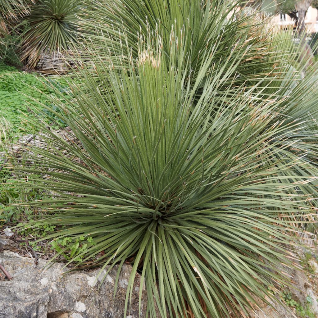 Dasylirion glaucophyllum - Sotol