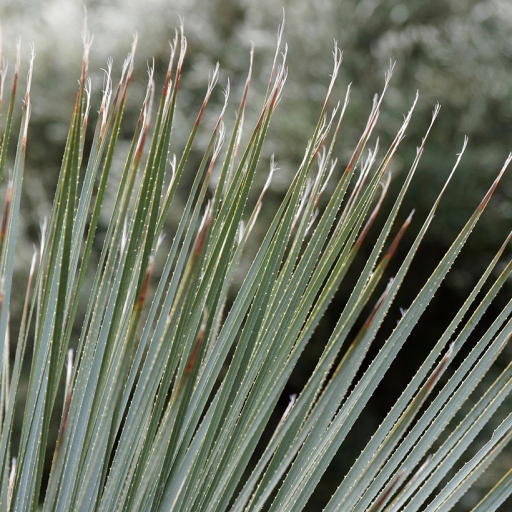 Dasylirion glaucophyllum - Sotol
