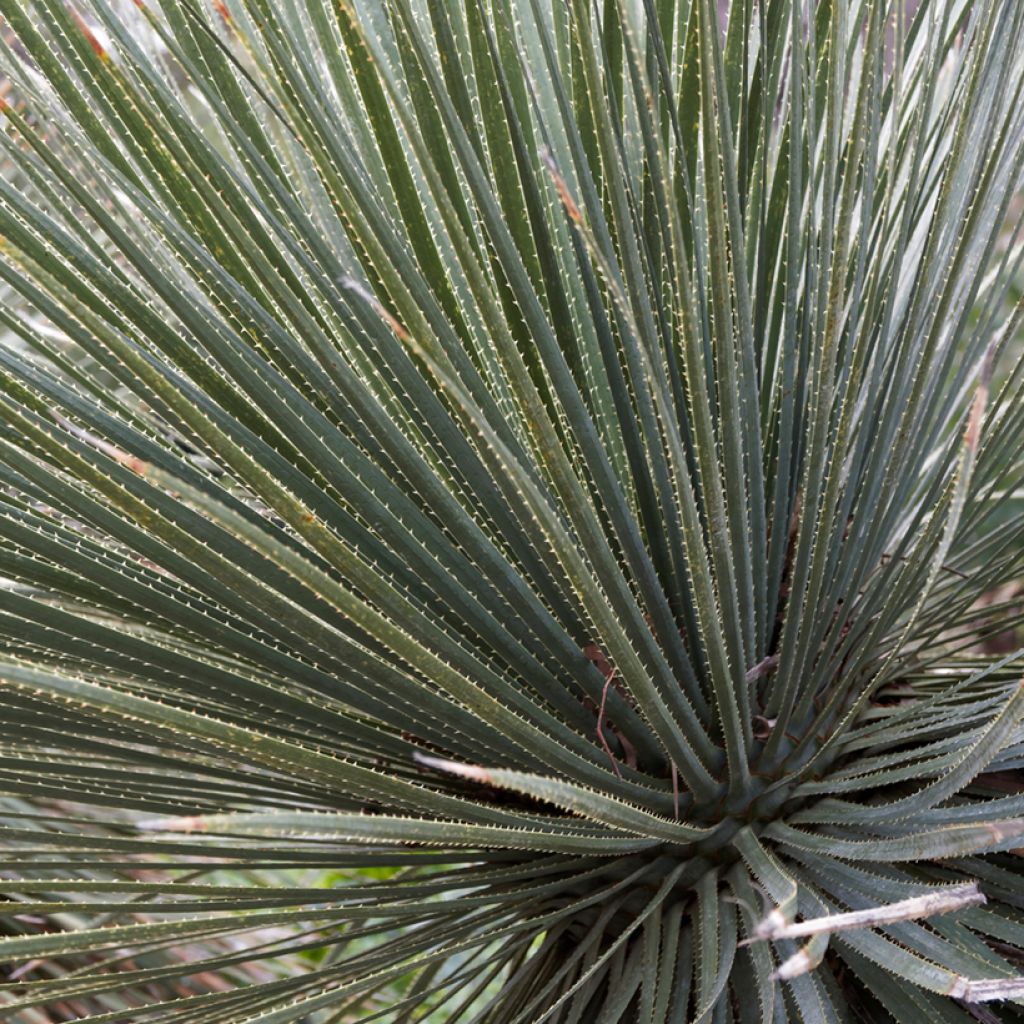Dasylirion glaucophyllum - Sotol
