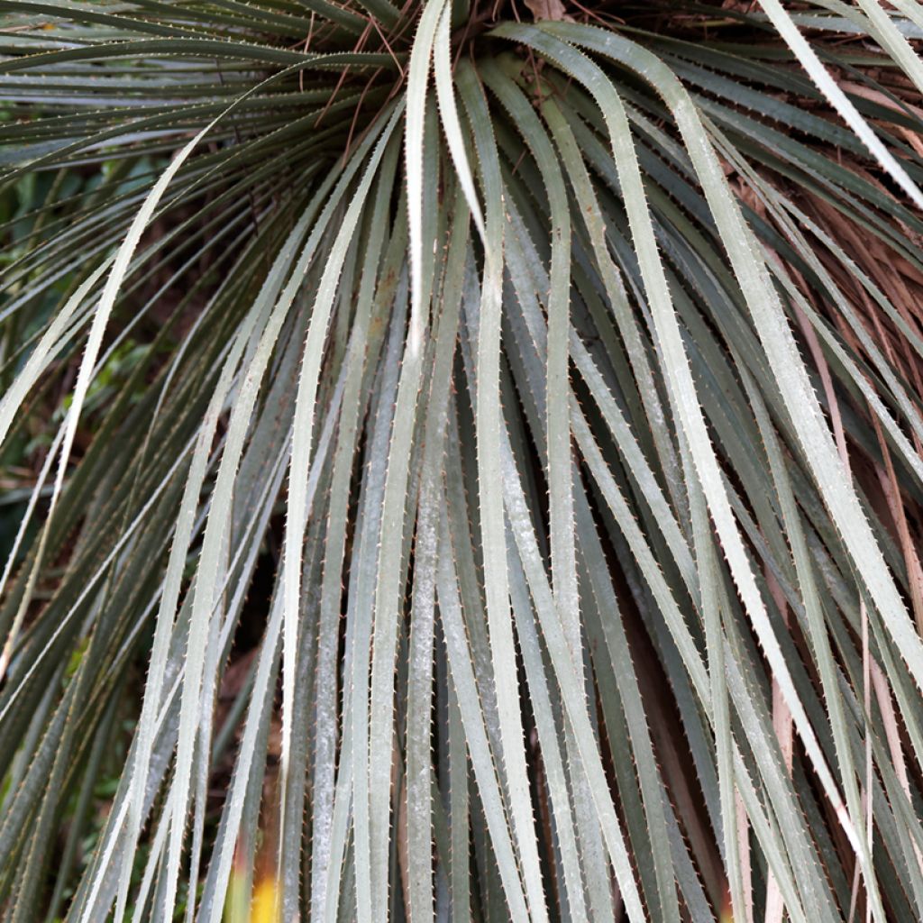 Dasylirion glaucophyllum - Sotol