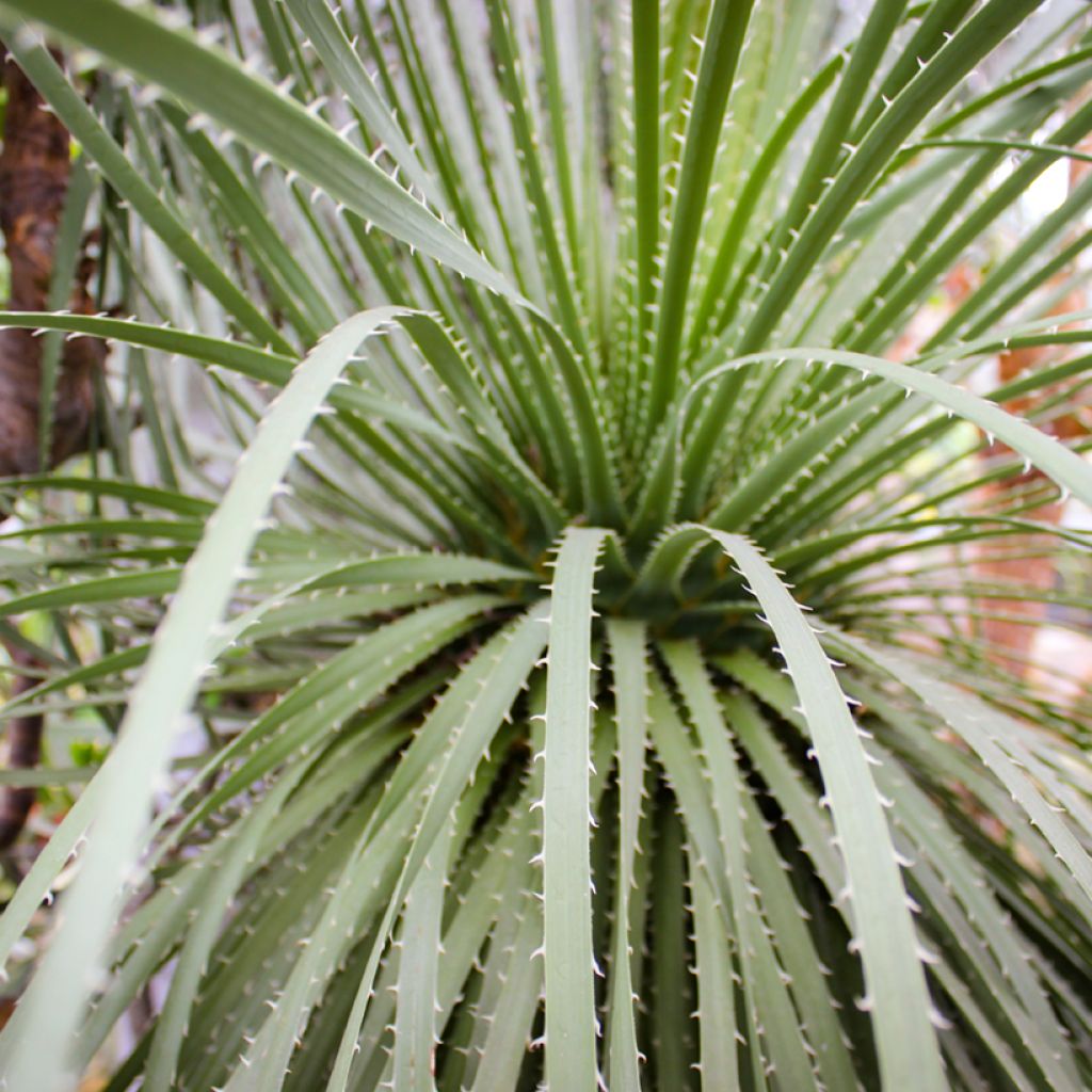 Dasylirion leiophyllum - Sotol