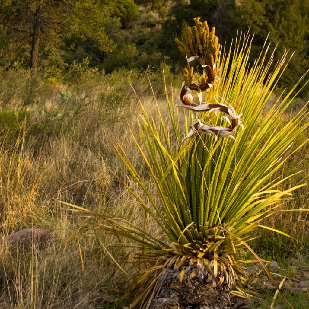 Dasylirion leiophyllum - Sotol