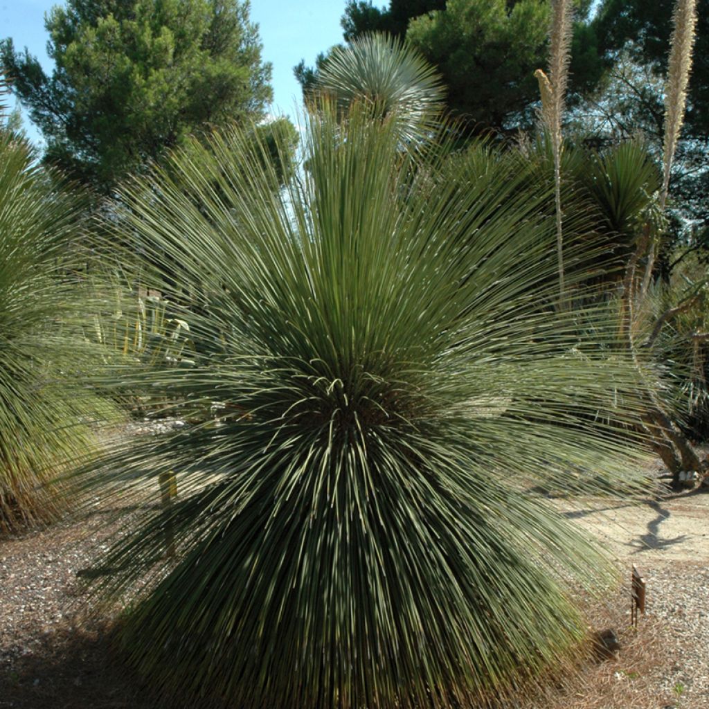 Dasylirion longissimum - Sotol