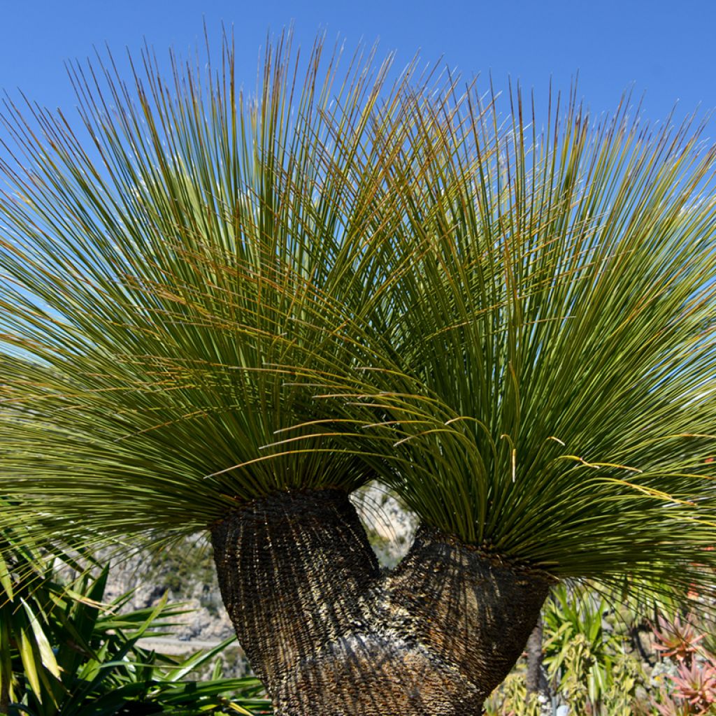 Dasylirion quadrangulatum - Sotol