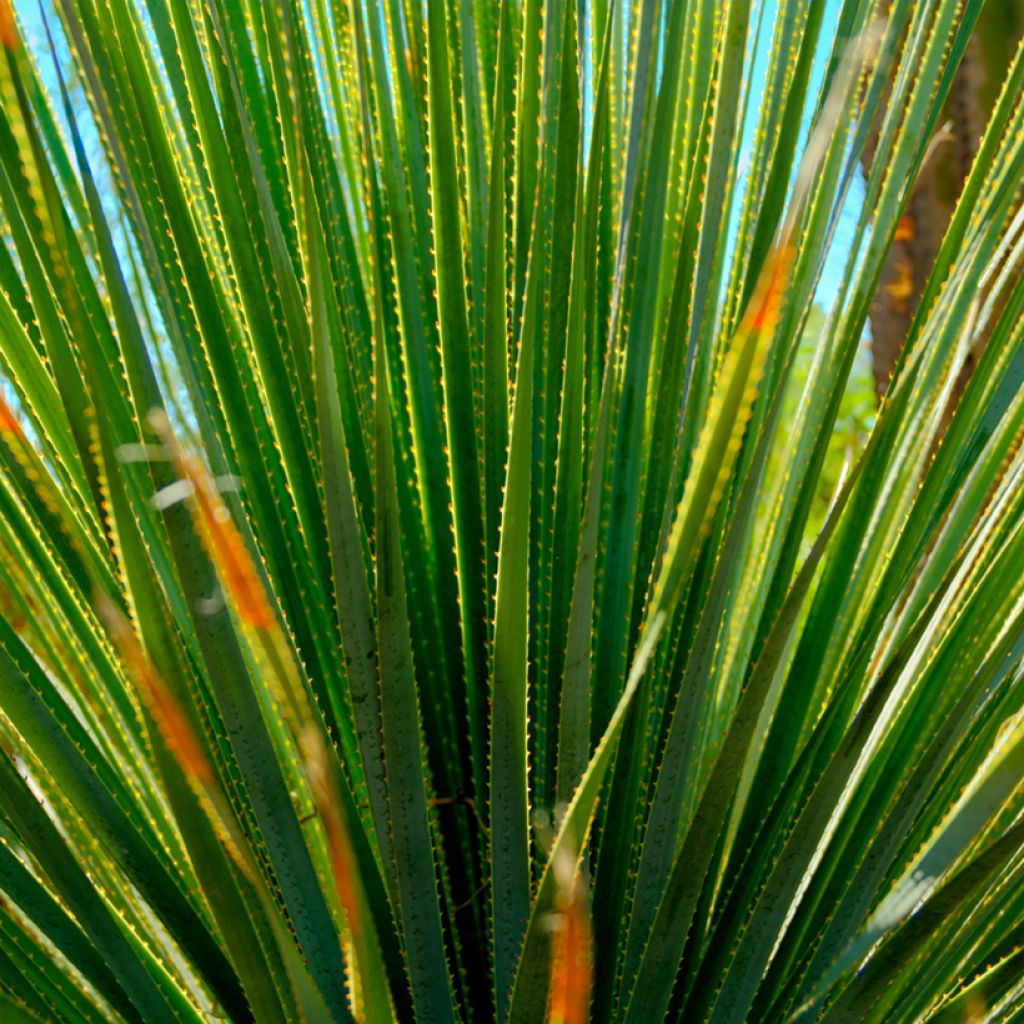 Dasylirion quadrangulatum - Sotol