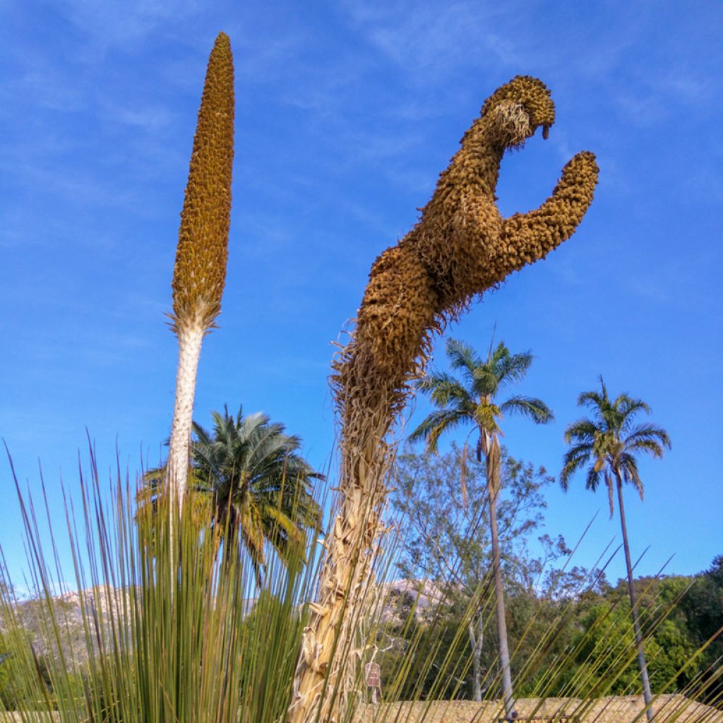 Dasylirion quadrangulatum - Sotol
