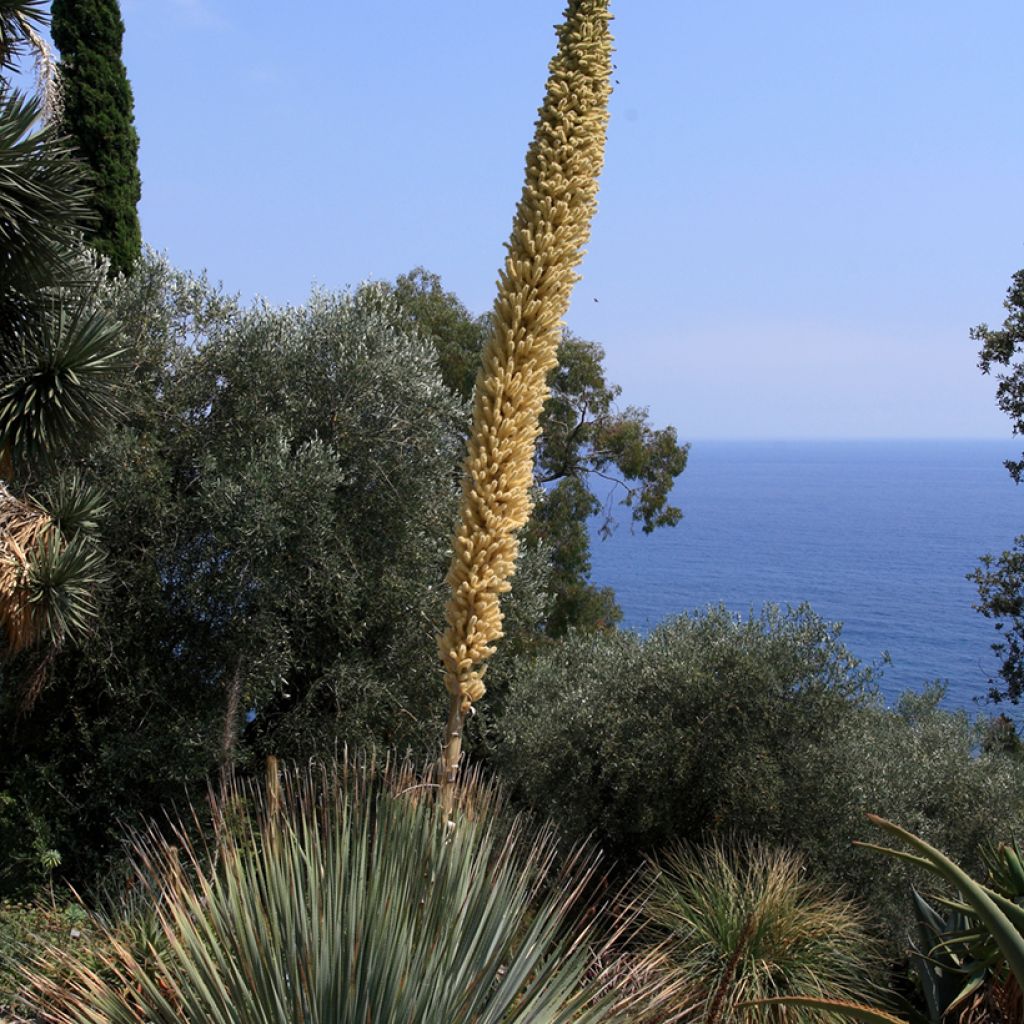 Dasylirion serratifolium - Sotol