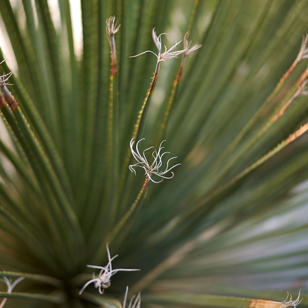 Dasylirion serratifolium - Sotol