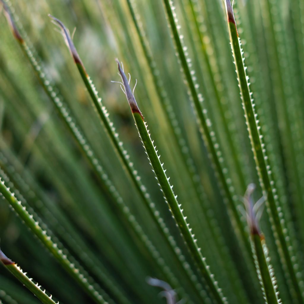 Dasylirion serratifolium - Sotol