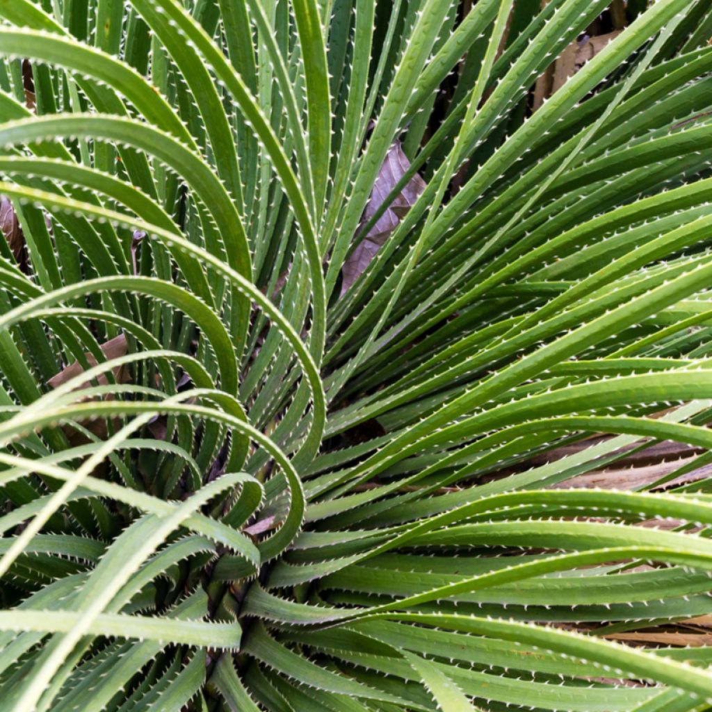Dasylirion serratifolium - Sotol