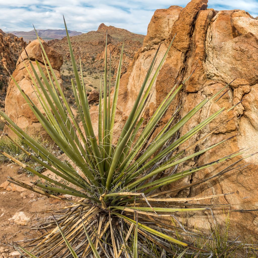 Dasylirion texanum - Sotol