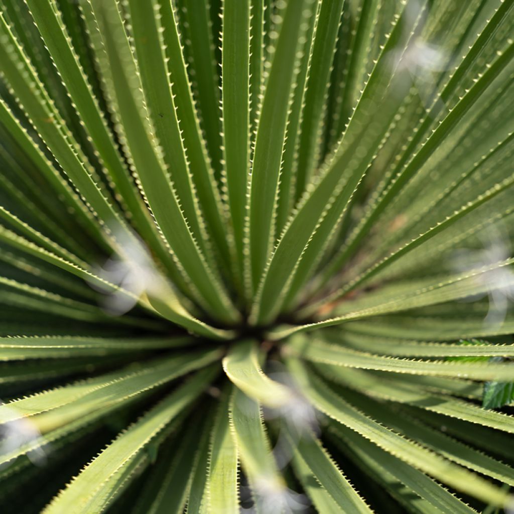 Dasylirion texanum - Sotol