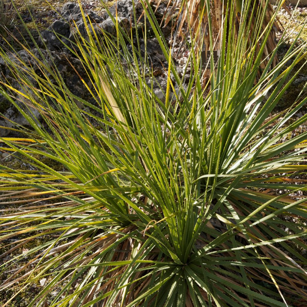 Dasylirion texanum - Sotol