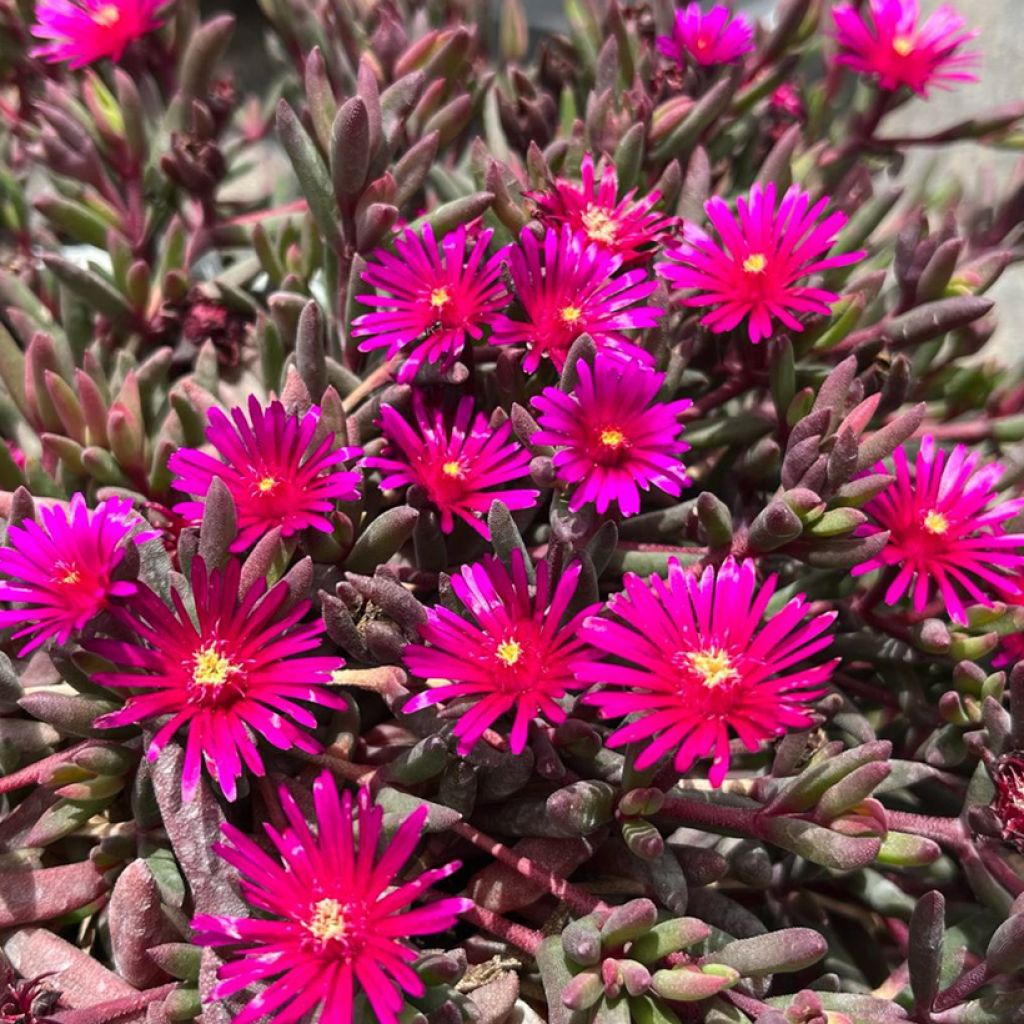 Delosperma Desert Dancers Purple - Ice Plant