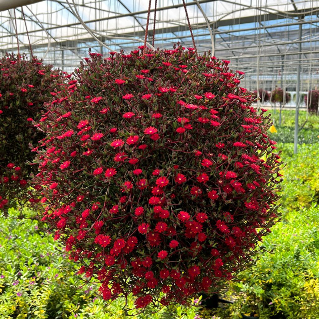 Delosperma Desert Dancers Red - Ice Plant