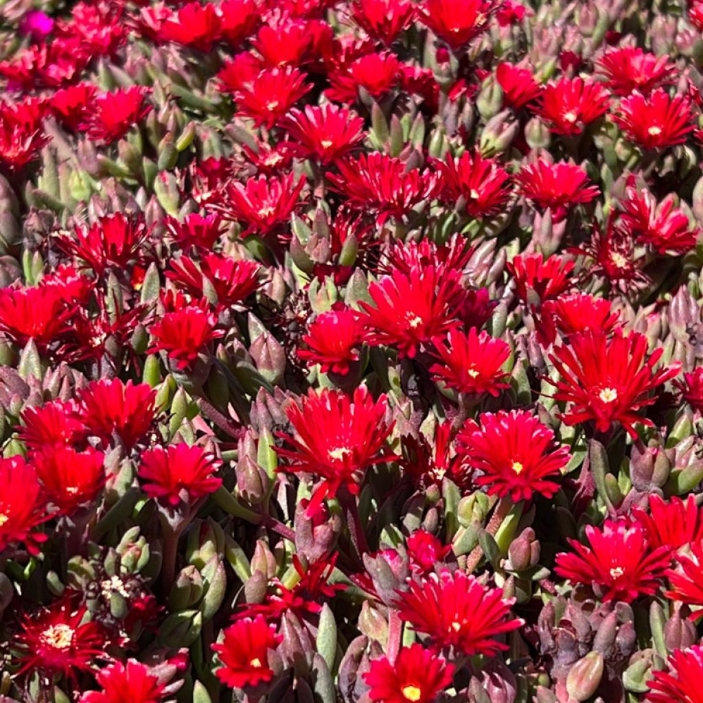 Delosperma Desert Dancers Red - Ice Plant