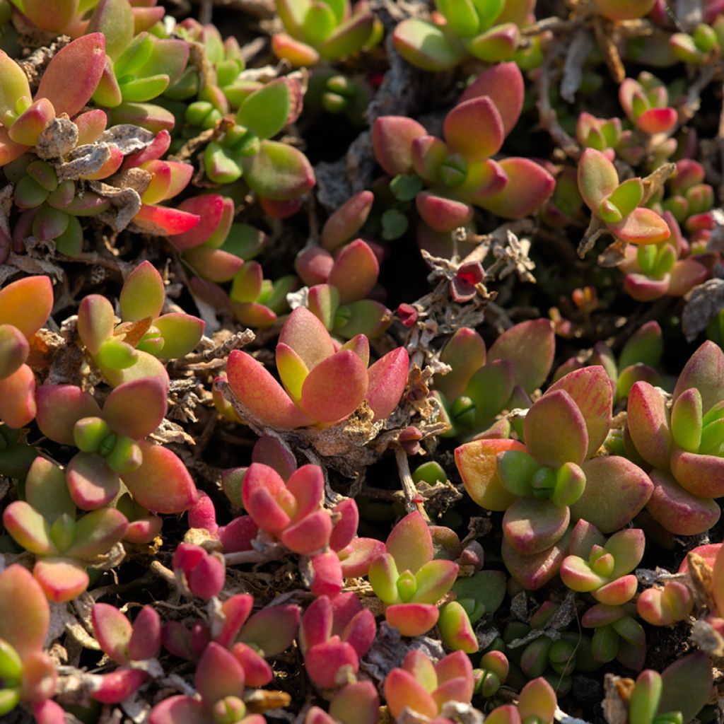 Delosperma lineare