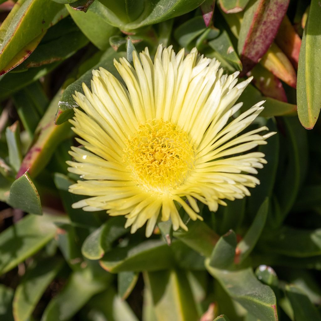 Delosperma lineare