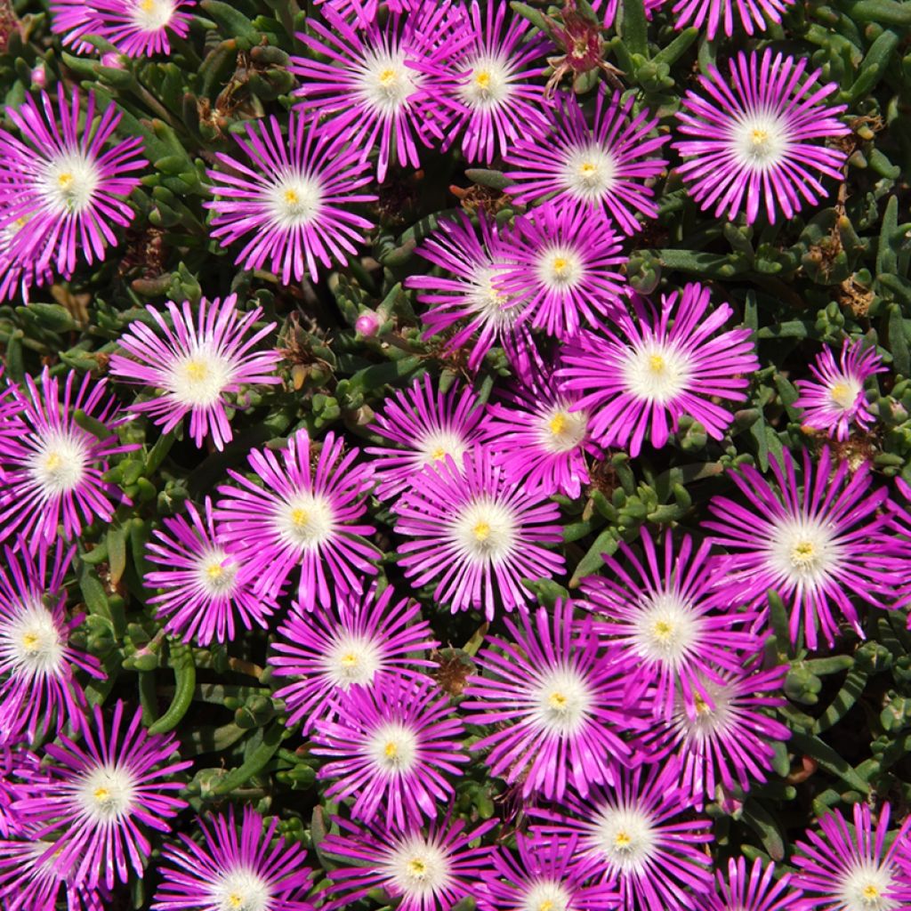 Ice Plant Stardust Seeds - Delosperma floribundum