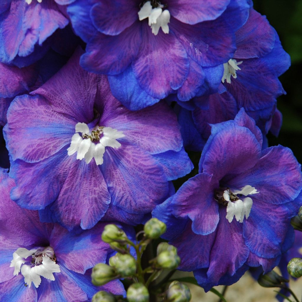 Delphinium Blue Triumphator, Pied d Alouette