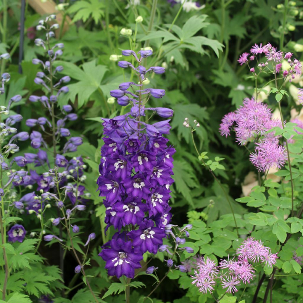 Delphinium Magic Fountains Dark Blue-White Bee - Larkspur