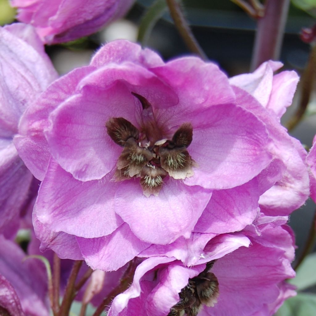 Delphinium Dusky Maidens Group - Larkspur