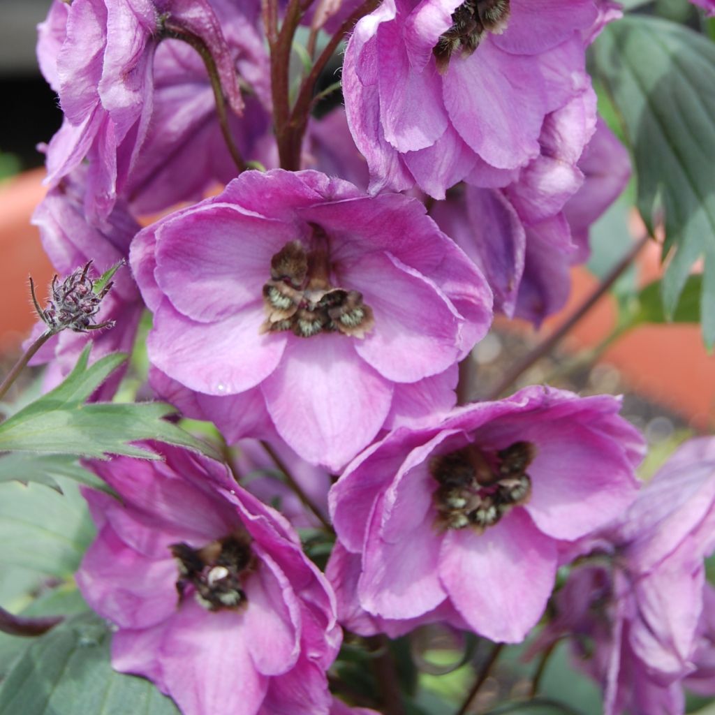 Delphinium Dusky Maidens Group - Larkspur