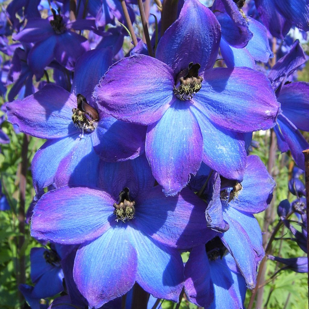 Delphinium F.W. Smith, Pied d Alouette