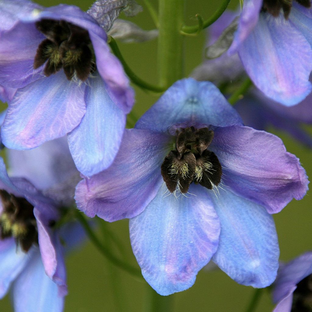 Delphinium Mrs Newton Lees - Pied d'Alouette vivace